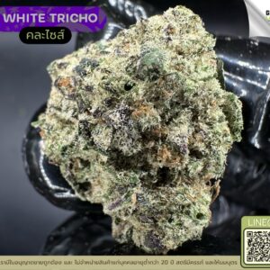 White tricho
