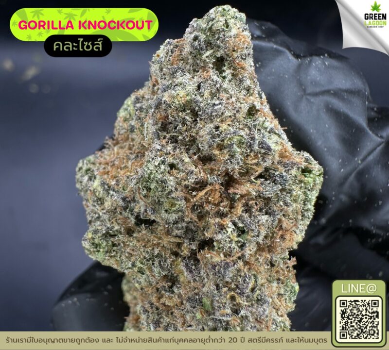 Gorilla knockout