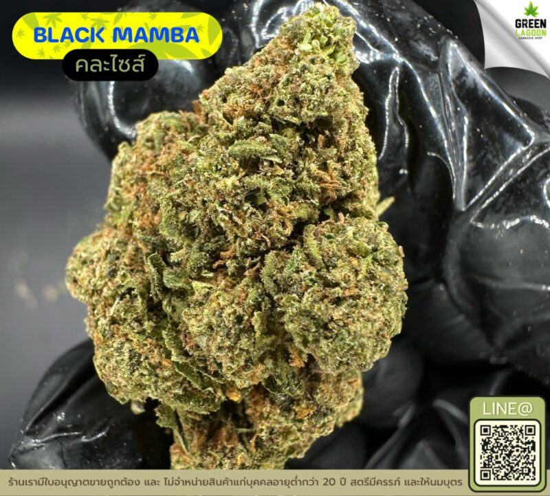 Black mamba