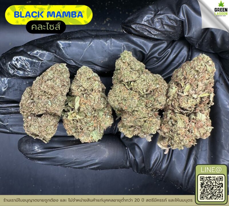 Black mamba