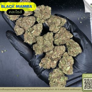 Black mamba
