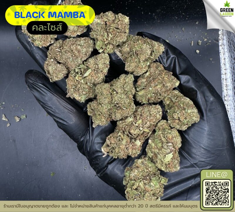 Black mamba