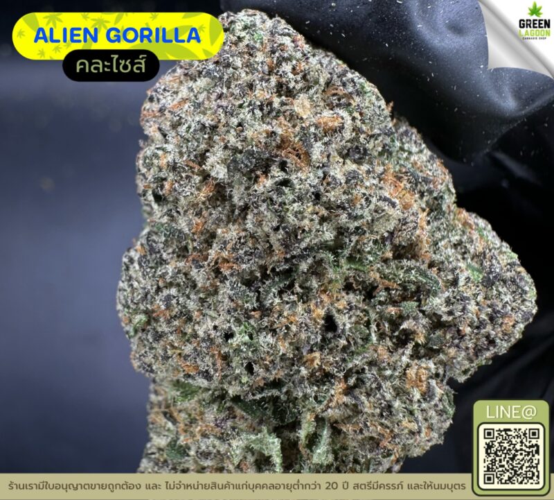 Alien gorilla
