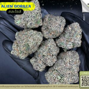 Alien gorilla