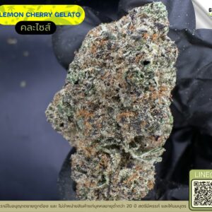 Lemon cherry gelato
