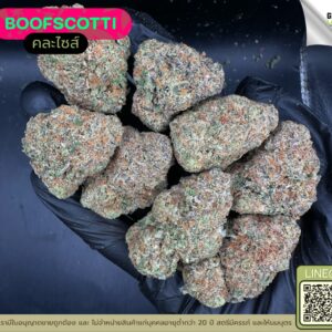 Boofscotti