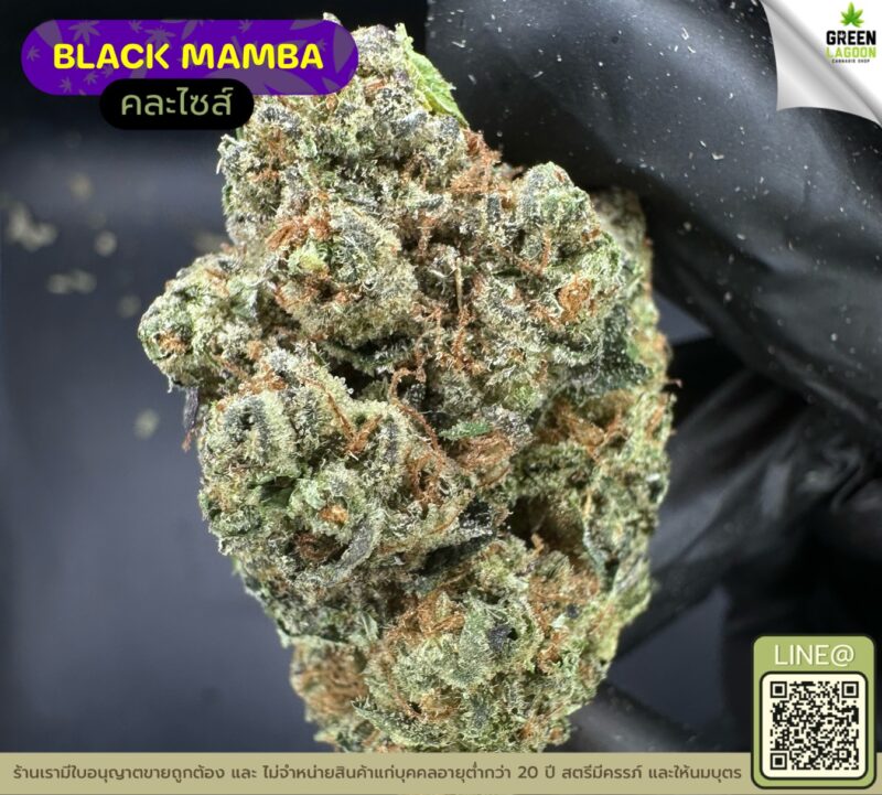 Black mamba