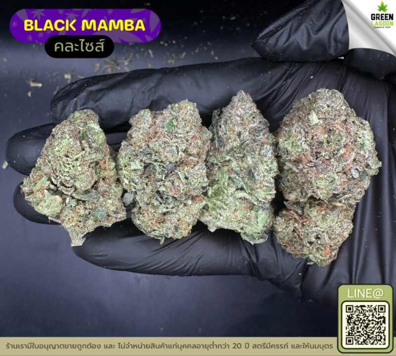 Black mamba
