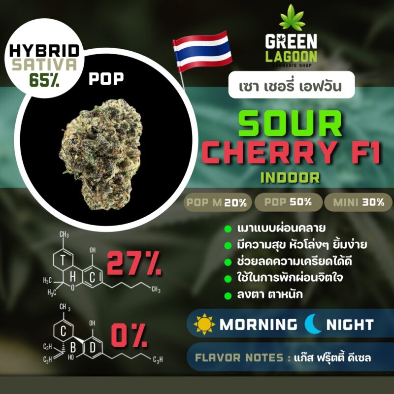 Sour cherry F1