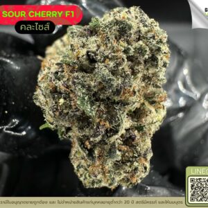Sour cherry F1