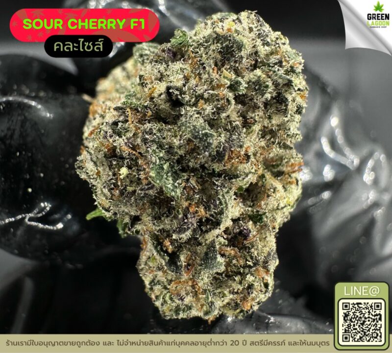 Sour cherry F1
