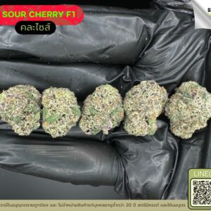Sour cherry F1
