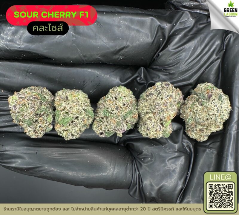 Sour cherry F1