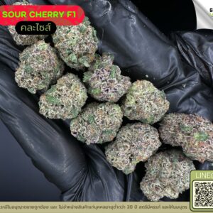 Sour cherry F1