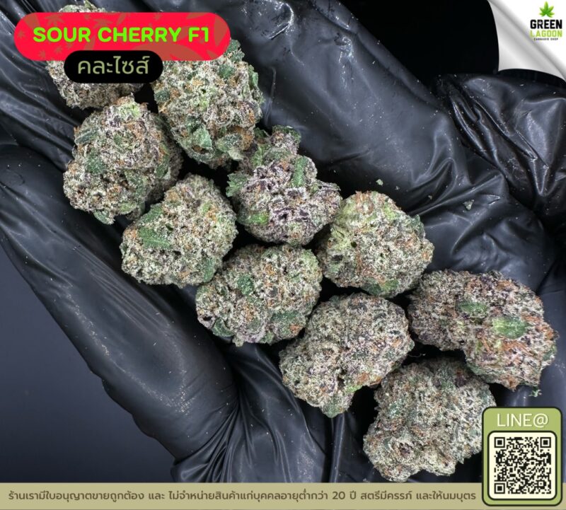 Sour cherry F1