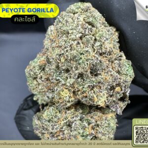 Peyote gorilla