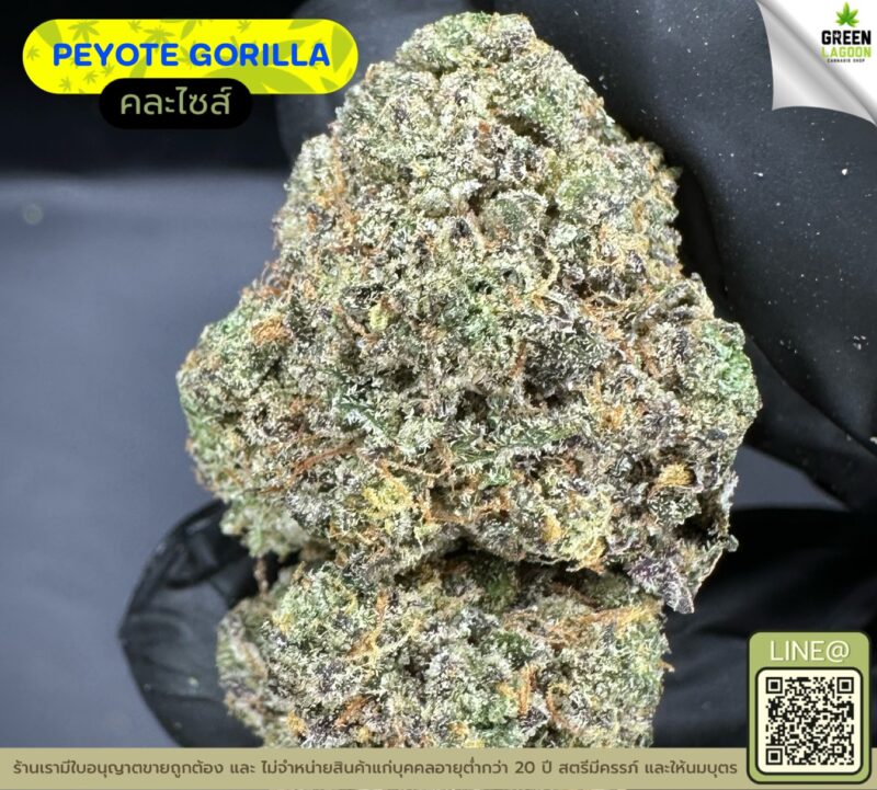 Peyote gorilla