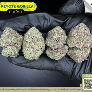 Peyote gorilla