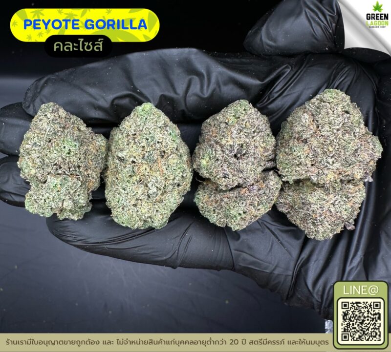 Peyote gorilla