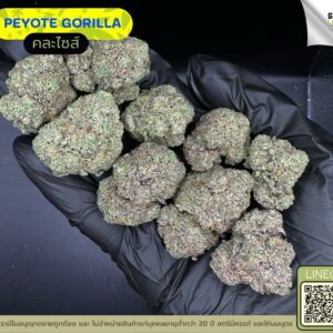 Peyote gorilla
