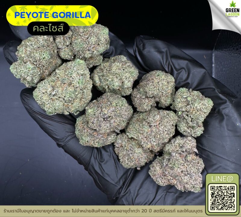 Peyote gorilla