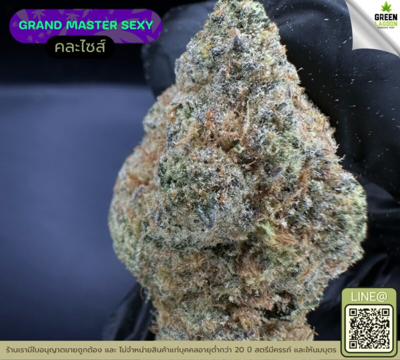 Grand master sexy