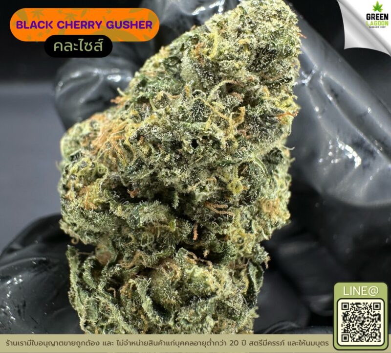 Black cherry gusher