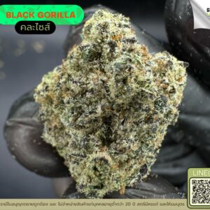 Black gorilla