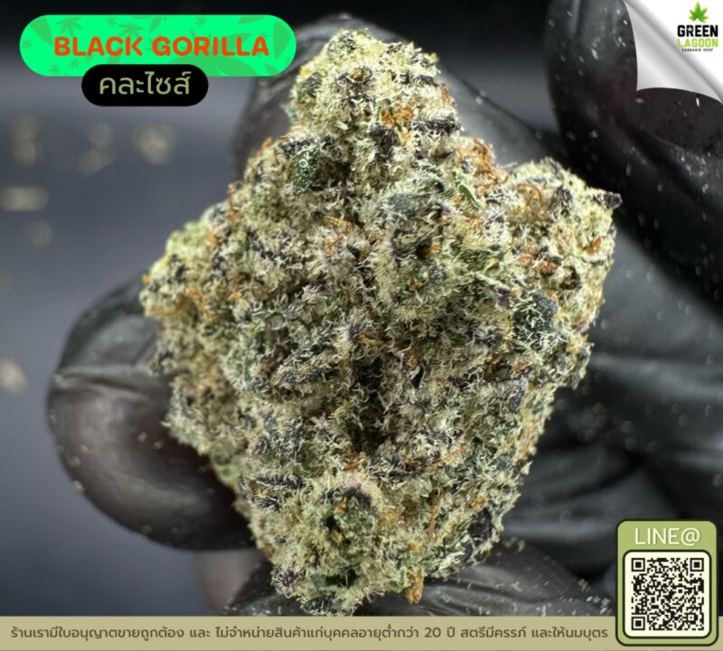 Black gorilla