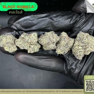 Black gorilla