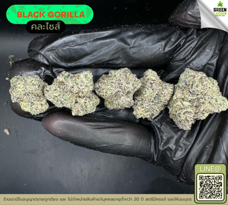 Black gorilla