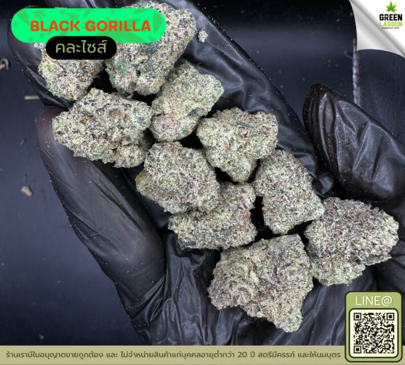 Black gorilla