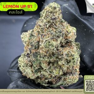 Lemon up S1