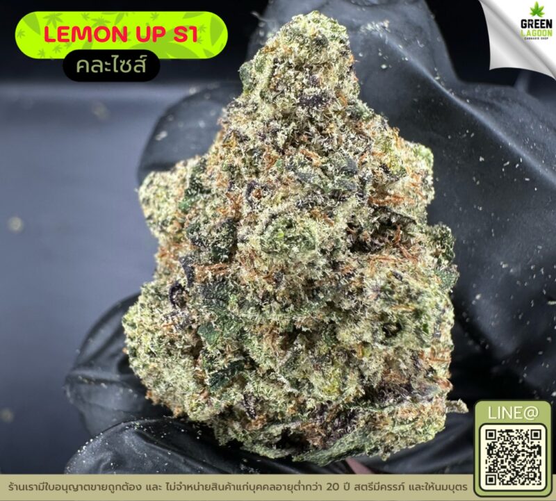 Lemon up S1