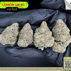 Lemon up S1