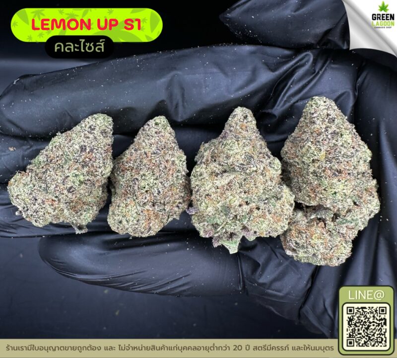 Lemon up S1