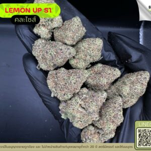 Lemon up S1