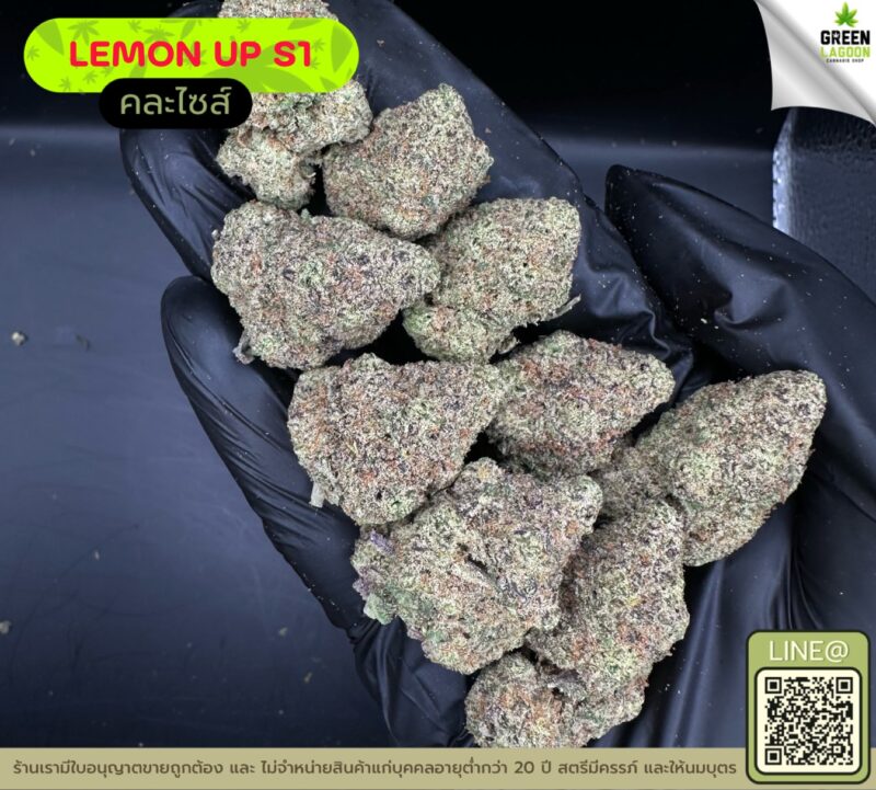Lemon up S1