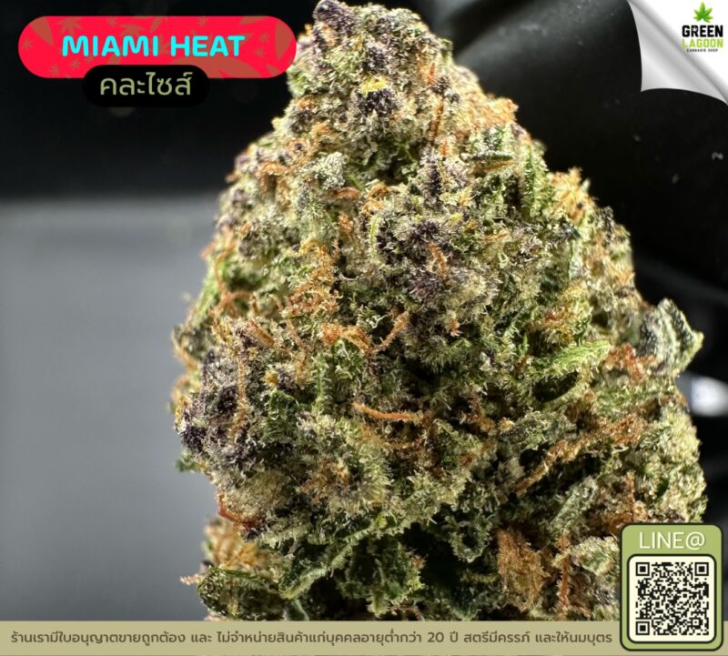 Miami heat
