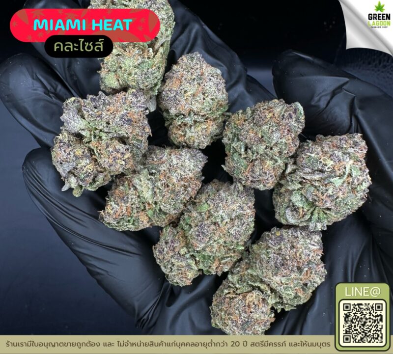 Miami heat