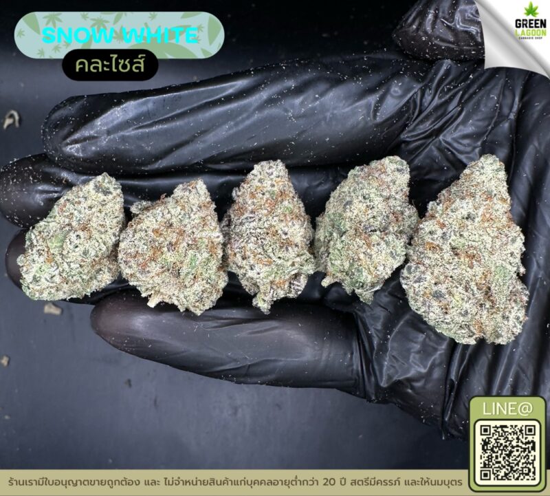 Snow white
