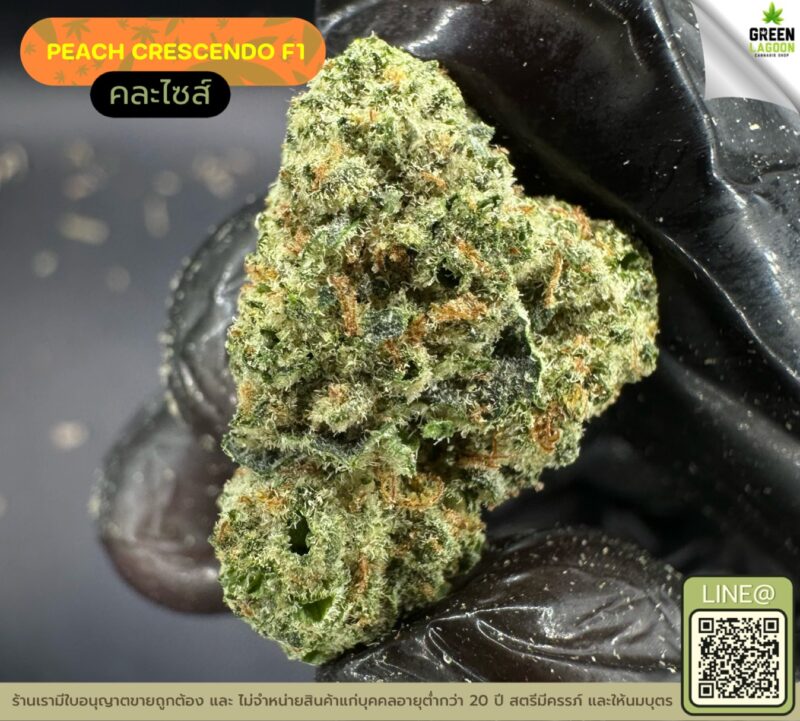 Peach crescendo F1