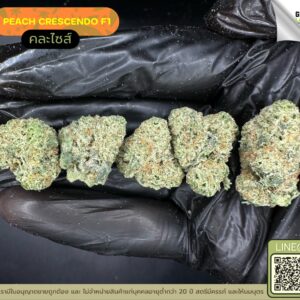 Peach crescendo F1