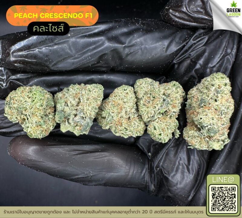 Peach crescendo F1