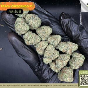 Peach crescendo F1