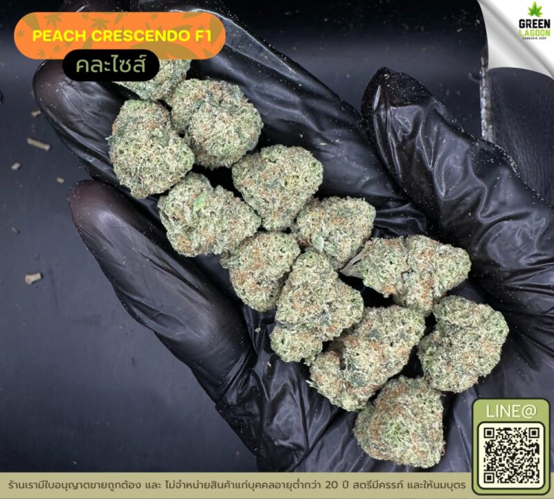Peach crescendo F1