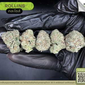 Rollins